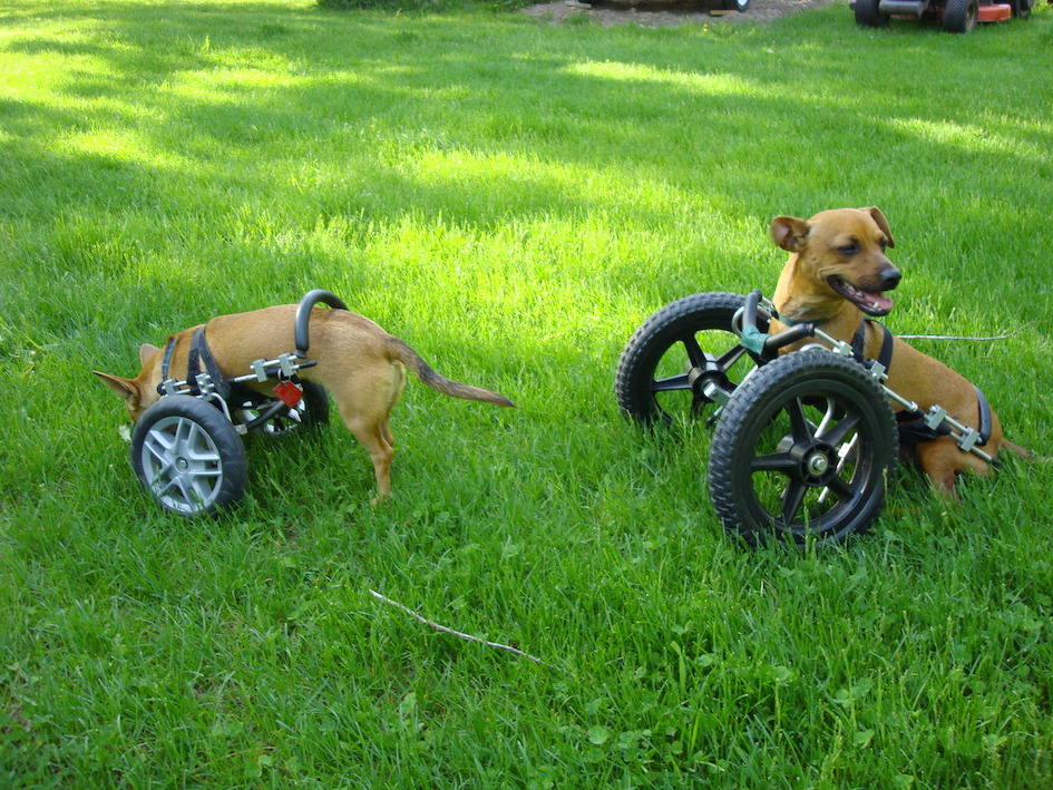 Rollstuhl Für Hunde Vorderbeine